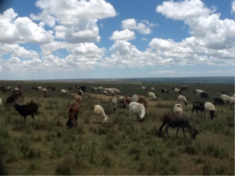 Simeon's goat herd