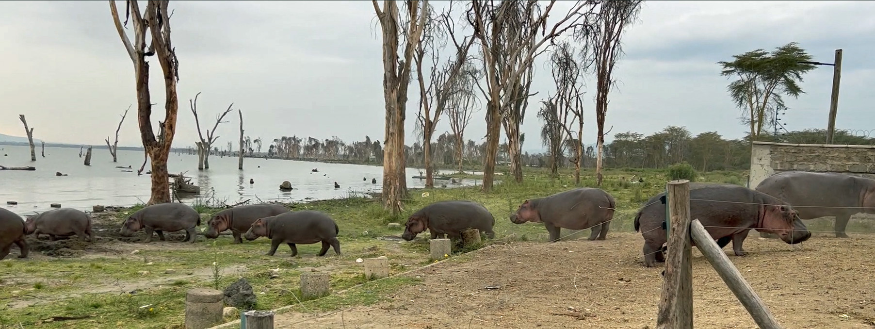 Happy Lake Hippos